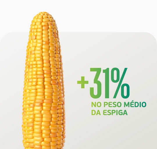 Maior peso na espiga e alta produtividade? Confira o resultado!