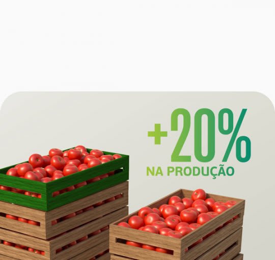 Quer aumentar mais 20% da produção do seu tomateiro?