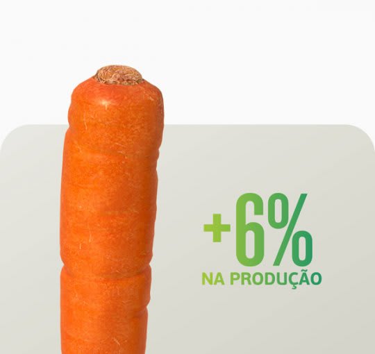 Aplicação de Sturdy na cultura da cenoura proporcionou aumento de quase 6% de sua produtividade/produção.